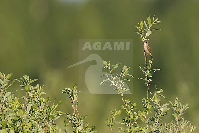 Booted Warbler - Buschspötter - Iduna caligata, Russia (Ural) stock-image by Agami/Ralph Martin,