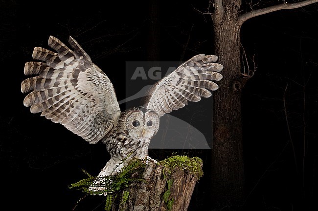 Tawny Owl (Strix aluco) in the Aosta valley in northern Italy. Standing on a moss covered stump. Just landed with wings held high. stock-image by Agami/Alain Ghignone,