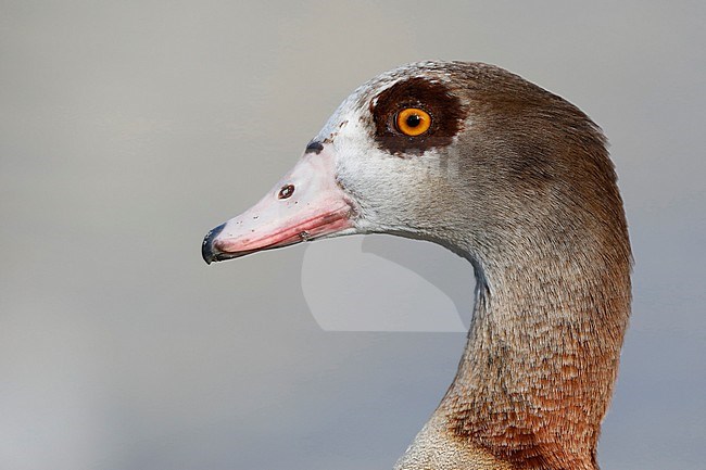 Nijlgans; egyptian goose; Alopochen aegyptiaca stock-image by Agami/Chris van Rijswijk,