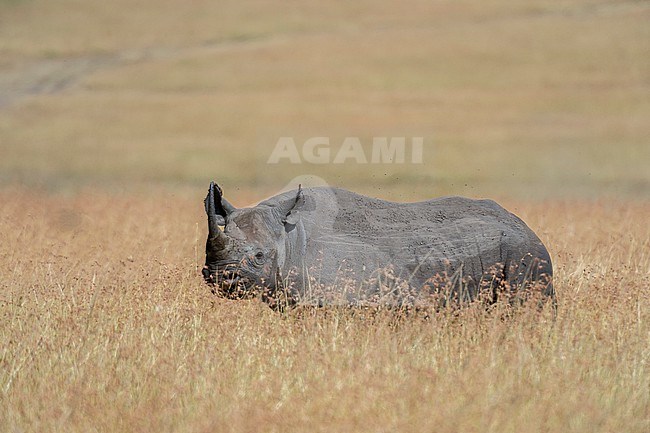 A Black rhinoceros, Diceros bicornis, in dry tall grass. Masai Mara National Reserve, Kenya, Africa. stock-image by Agami/Sergio Pitamitz,