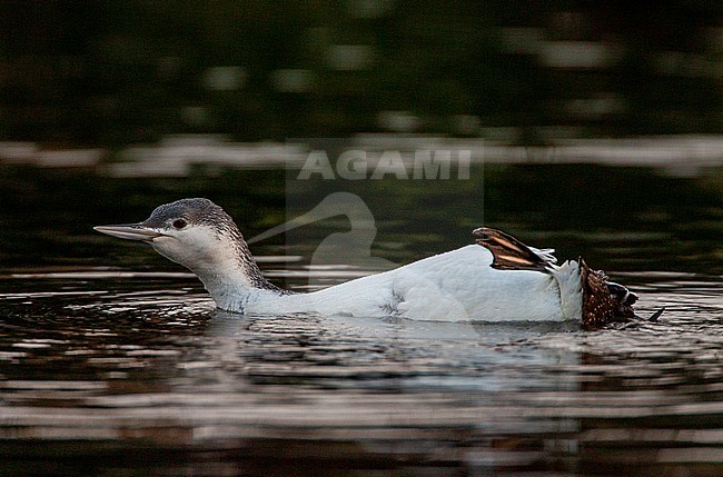 Wintering sick Red-throated Diver (Gavia stellata) inland at Rijnsburg in the Netherlands. In poor condition. stock-image by Agami/Marc Guyt,