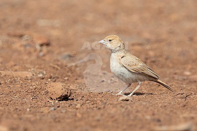 Black-crowned Sparrow-Lark (Eremopterix nigriceps), resting on the ground, with brown orange background, in Cape Verde. stock-image by Agami/Sylvain Reyt,