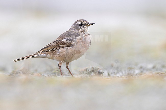 Water Pipit (Anthus spinoletta) in Italy. stock-image by Agami/Daniele Occhiato,