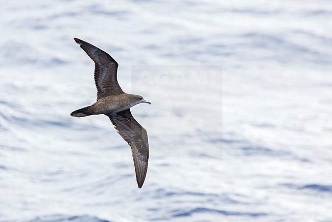Wedge-tailed shearwater (Ardenna pacifica) flying over the sea in the southern pacific ocean. stock-image by Agami/Marc Guyt,