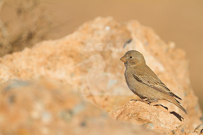Female type Trumpeter Finch, Bucanetes githagineus zedlitzi, in Morocco. stock-image by Agami/Ralph Martin,