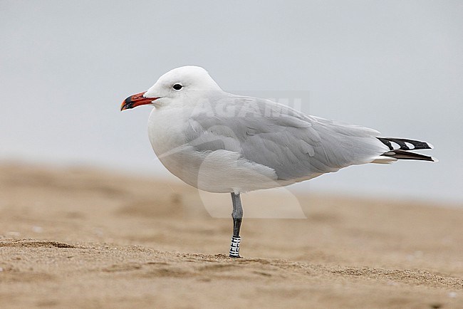 Audouin's Gull (Ichthyaetus audouinii), side view of an adult standing on the sand, Campania, Italy stock-image by Agami/Saverio Gatto,