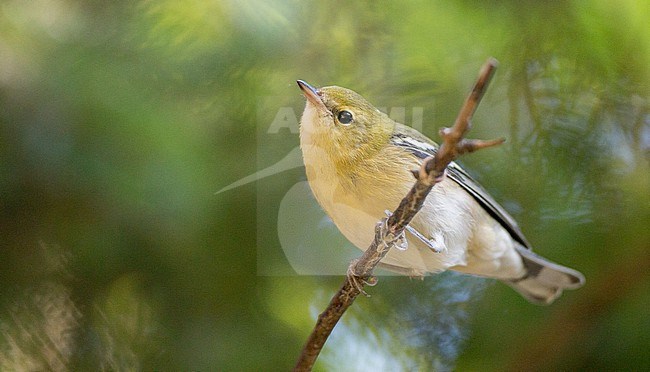 Bay-breasted Warbler (Setophaga castanea) in North-America during autumn migration stock-image by Agami/Ian Davies,