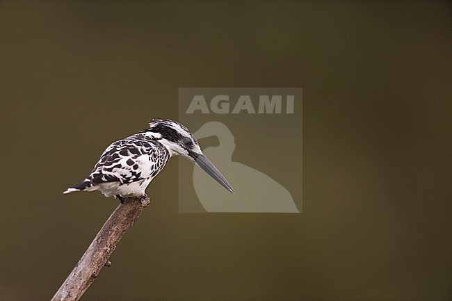 Pied Kingfisher (Ceryle rudis rudis) perching on a branch,  found at Kazinga Channel, Queen Elizabeth Nationalpark in Uganda stock-image by Agami/Mathias Putze,
