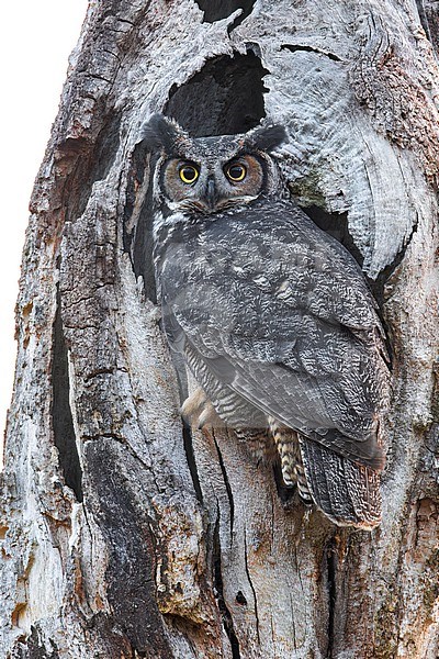 Adult Great Horned Owl (Bubo virginianus) perched against a tree in Victoria, BC, Canada. At its nest hole. stock-image by Agami/Glenn Bartley,