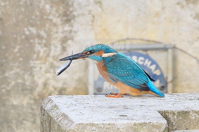 Common Kingfisher (Alcedo atthis) perched on artificial concrete structure in the Netherlands with a caught fish as prey. stock-image by Agami/Hans Gebuis,