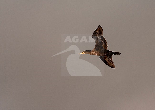 Immature Great Cormorant (Phalacrocorax carbo) in flight against a colored sky due to a heavy thunderstorm in the Netherlands. stock-image by Agami/Marc Guyt,