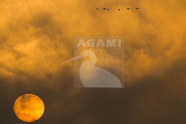 Sunrise with clouds and geese stock-image by Agami/Menno van Duijn,