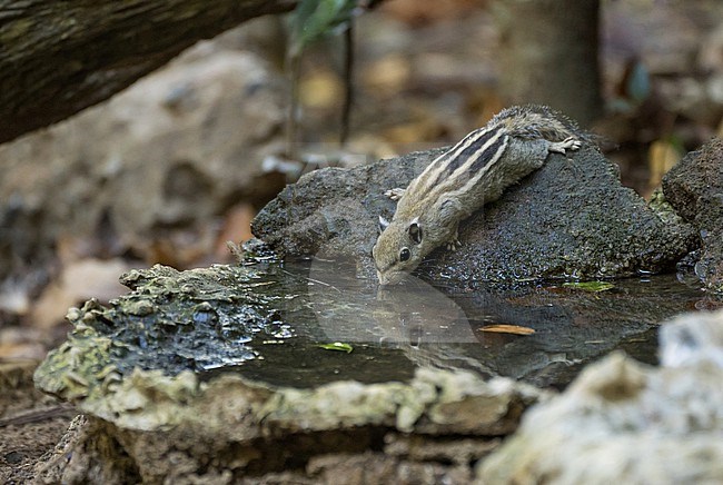 Cambodian striped squirrel (Tamiops rodolphii) in Vietnam. stock-image by Agami/Pete Morris,
