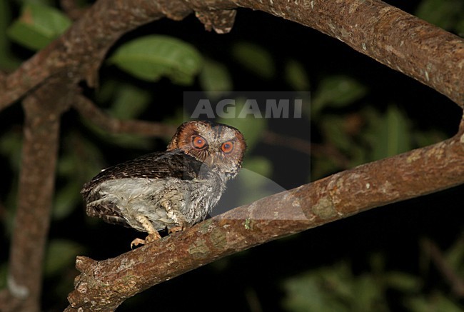 Negrosdwergooruil, Negros Scops Owl, Otus nigrorum stock-image by Agami/Pete Morris,