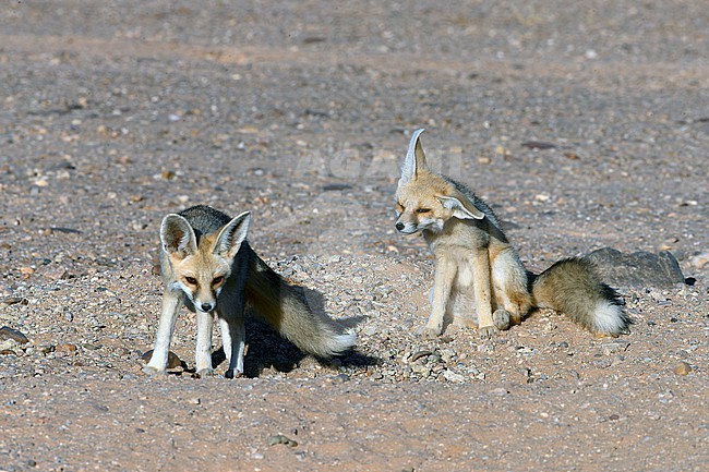 Two young Ruppell's Foxes (Vulpes rueppelli) near the den in the desert of Western Sahara, south of Dakhla. stock-image by Agami/David Monticelli,