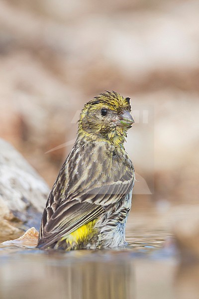 European Serin, Europese Kanarie, Serinus serinus Croatia, female adult stock-image by Agami/Ralph Martin,
