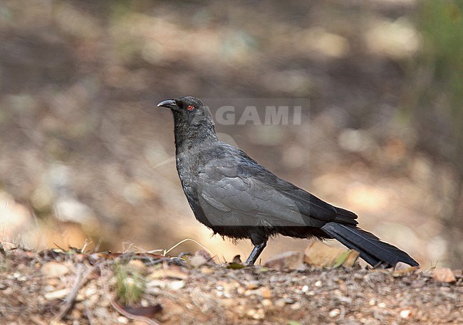 White-winged Chough (Corcorax melanorhamphos) in Australia. stock-image by Agami/Andy & Gill Swash ,