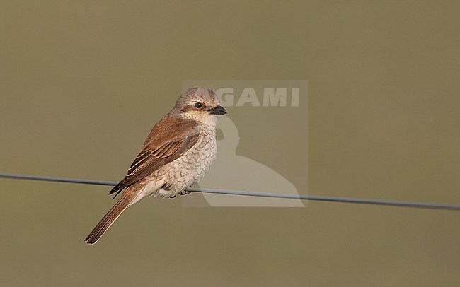 Red-backed Shrike (Lanius collurio) perched female at Kiskunsag, Hungary stock-image by Agami/Helge Sorensen,