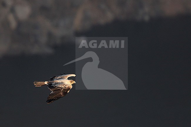 Spanish Imperial Eagle - Spanischer Kaiseradler - Aquila adalberti, Spain, 2nd cy stock-image by Agami/Ralph Martin,