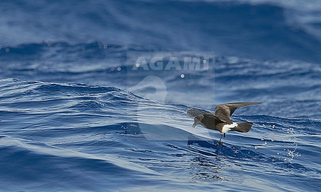 Madeiran Storm-Petrel (Oceanodroma (sub)species unknown) Madeira Portugal August 2012 stock-image by Agami/Markus Varesvuo,