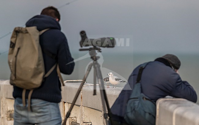 First winter Ross's Gull (Rhodostethia rosea) sitting on Nieuwpoort's pier, West Flanders, Belgium. stock-image by Agami/Vincent Legrand,