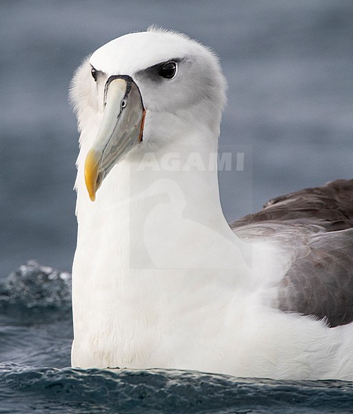 Adult White-capped Albatross (Thalassarche steadi) swimming in the pacific ocean off Kaikoura, South Island, New Zealand. stock-image by Agami/Marc Guyt,