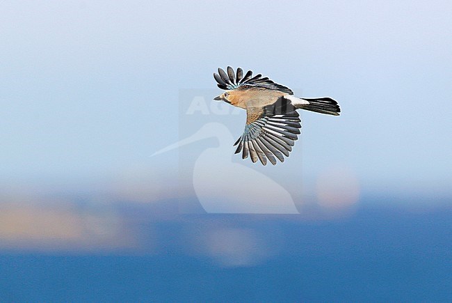 Gaai, Eurasian Jay (Garrulus glandarius) stock-image by Agami/Dick Forsman,