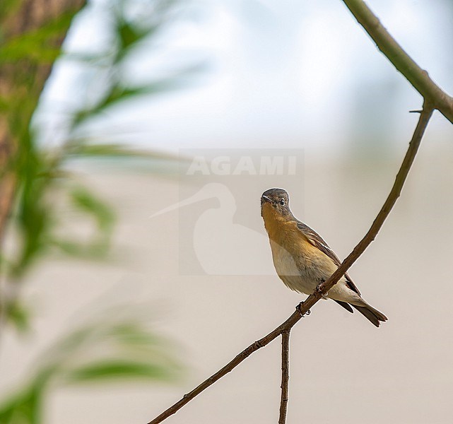 Mugimaki Flycatcher (Ficedula mugimaki), front view of adult female perched on a branch on Happy Island, China. stock-image by Agami/Marc Guyt,