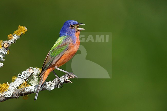 Adult summer plumaged male Painted Bunting (Passerina ciris) perched on a branch in Galveston County, Texas, USA. Singing from its exposed perch. stock-image by Agami/Brian E Small,