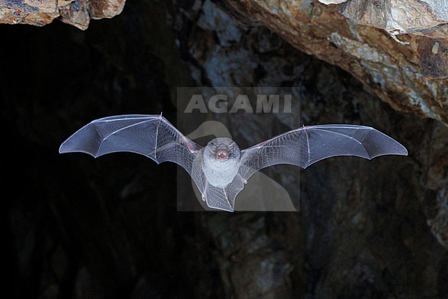 Schreiber's bat (Miniopterus schreibersii) taken the 12/10/2022 at La Londe - France. stock-image by Agami/Nicolas Bastide,