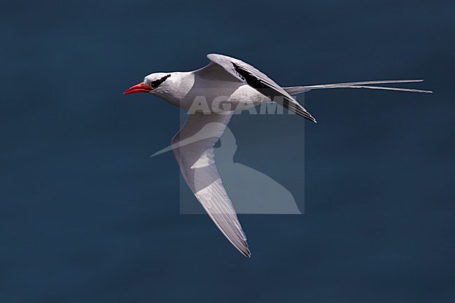Roodsnavelkeerkringvogel in vlucht, Red-billed Tropicbird in flight stock-image by Agami/Daniele Occhiato,