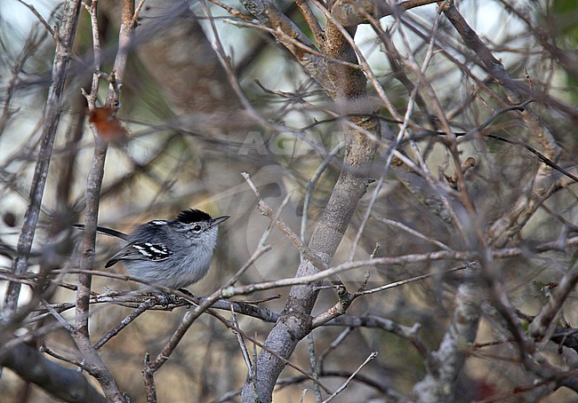 Caatinga Antwren (Radinopsyche sellowi) stock-image by Agami/Andy & Gill Swash ,