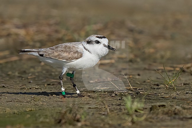 Adult breeding
Galveston Co., TX
April 2023 stock-image by Agami/Brian E Small,