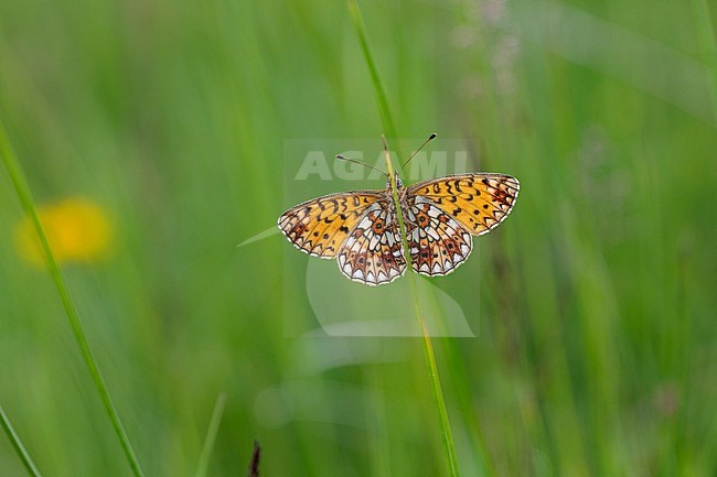 Small Pearl Bordered Fritillary; Boloria selene stock-image by Agami/Wil Leurs,