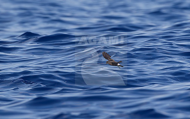 Grant's Band-rumped Storm-Petrel (Hydrobates castro), also known as Band-rumped Storm-Petrel (Oceanodroma castro), flying off Banco de la Concepcion, Lanzarote, Canary Islands in Spain in late summer. stock-image by Agami/David Monticelli,