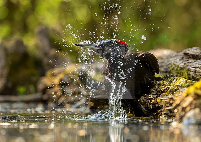 Female Black Woodpecker (Dryocopus martius) at forest pool in woodland in Hungary. Coming to take a bath.. stock-image by Agami/Marc Guyt,