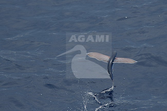 Flying fish species taking off from the ocean surface. stock-image by Agami/Laurens Steijn,