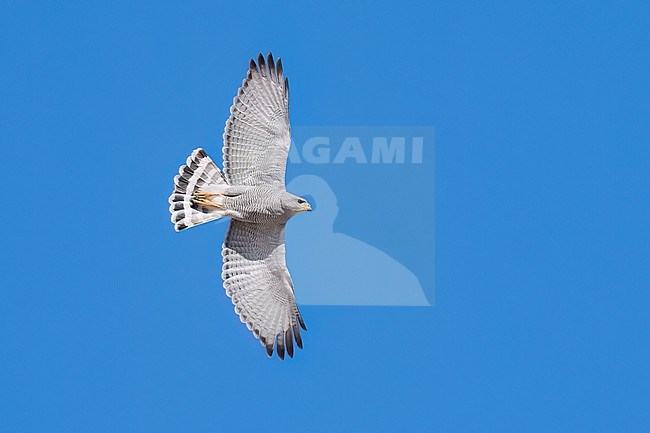 Adult 
Pima Co., AZ
April 2024 stock-image by Agami/Brian E Small,