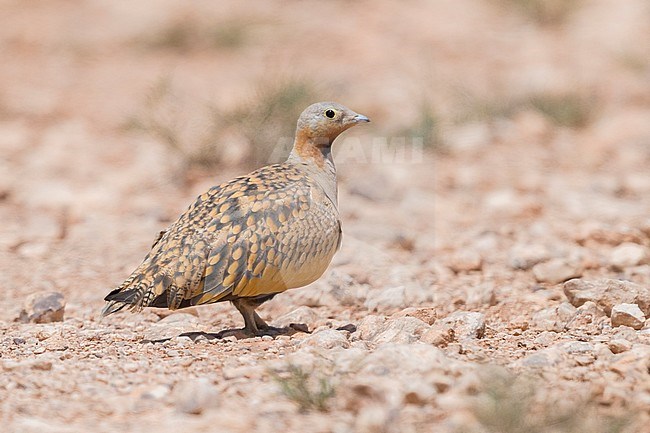 Black-bellied Sandgrouse (Pterocles orientalis), adult male standing on the ground stock-image by Agami/Saverio Gatto,