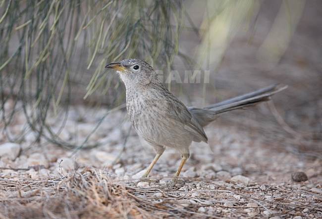 Arabische Babbelaar in zit; Arabian Babbler perched stock-image by Agami/Markus Varesvuo,