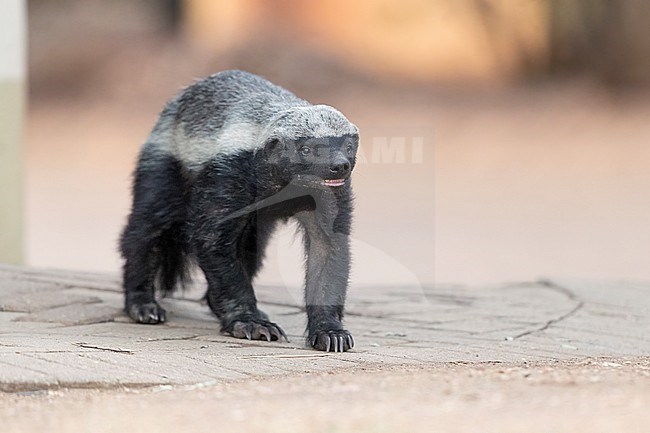 Honey Badger (Mellivora capensis), adult walking, Mpumalanga, South Africa stock-image by Agami/Saverio Gatto,