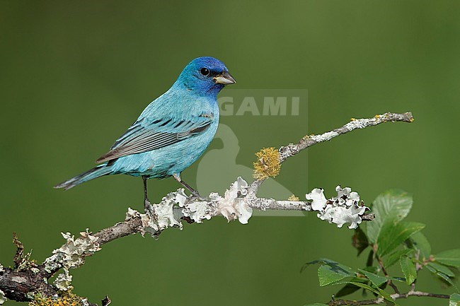 Adult male Indigo Bunting, Passerina cyanea.
Galveston Co., Texas, USA. stock-image by Agami/Brian E Small,