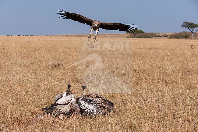 Two cheetahs, Acinonyx jubatus, leaving a wildebeest carcass to african white-backed vultures, Gyps africanus. Masai Mara National Reserve, Kenya. stock-image by Agami/Sergio Pitamitz,