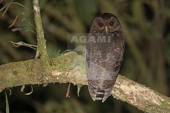 Mottled Owl (Strix virgata virgata) with a 180 degree head turn at ProAves Chestnut-capped Piha Reserve, Anorí, Antioquia, Colombia. stock-image by Agami/Tom Friedel,