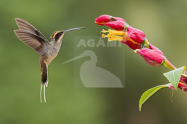 Scale-throated Hermit (Phaethornis eurynome) feeding at a flower in the Atlantic Rainforest of Brazil. stock-image by Agami/Glenn Bartley,