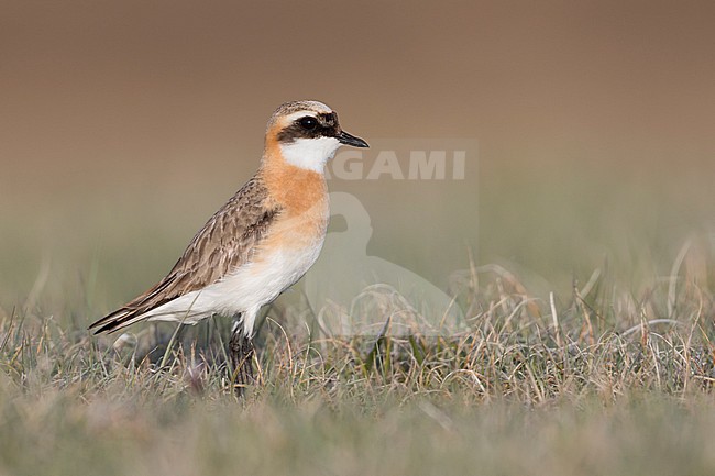 Lesser Sand Plover - Mongolenregenpfeifer - Charadrius mongolus ssp. pamirensis, Kyrgyzstan, adult male stock-image by Agami/Ralph Martin,
