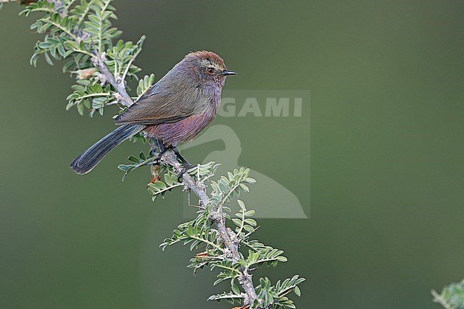 White-browed Tit-Warbler, Leptopoecile sophiae, on Tibetan plateau, Qinghai, China. Also known as Severtzov's tit warbler. stock-image by Agami/James Eaton,