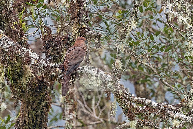 Bar-tailed cuckoo-dove (Macropygia nigrirostris) in West Papua, Indonesia. Also known as black-billed cuckoo-dove. stock-image by Agami/Pete Morris,