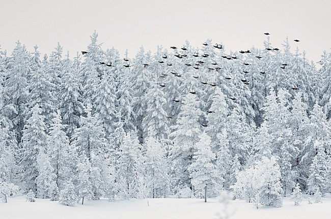 Korhoenders in de vlucht; Black Grouse in flight stock-image by Agami/Markus Varesvuo,