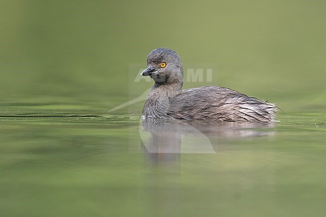 Least Grebe (Tachybaptus dominicus brachyrhynchus) at Cundinamarca, Colombia. stock-image by Agami/Tom Friedel,